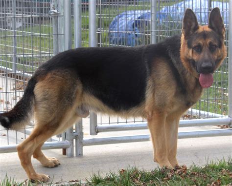 <strong>German Shepherd</strong> Dog Litter of <strong>Puppies for Sale</strong> near Missouri, BROOKFIELD, USA. . Straight back german shepherd puppies for sale wisconsin